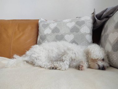 Beyaz şirin Bichon köpeği yastıkta uyuyor. Slovakya