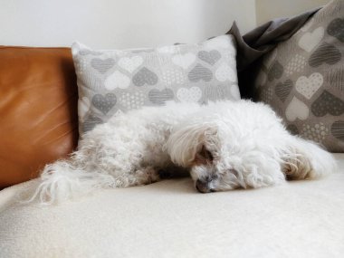 Beyaz şirin Bichon köpeği yastıkta uyuyor. Slovakya