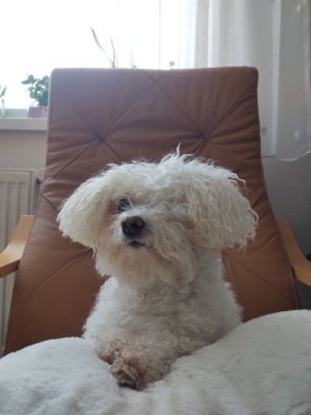 Şirin bichon küçük beyaz köpek evde.