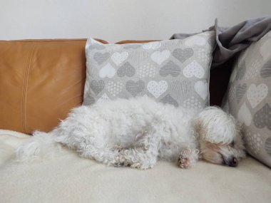 Beyaz şirin Bichon köpeği yastıkta uyuyor. Slovakya