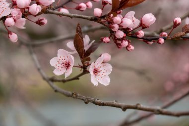 Bahar ağacı çiçek açıyor. Çiçek açan ağaçtaki pembe çiçekler. Slovakya