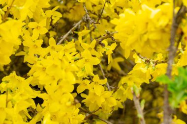 Bahar ağacı çiçekli - Forsythia çiçek. Slovakya