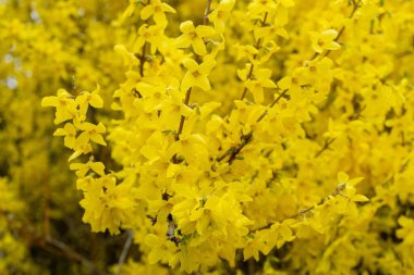 Bahar ağacı çiçekli - Forsythia çiçek. Slovakya