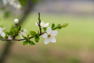 Bahar ağacı çiçek açıyor. Beyaz çiçek açan ağaç. Slovakya