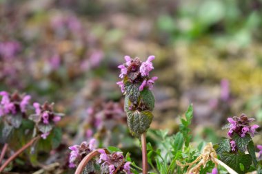 Lamium (ölü-ısırgan otu), lamiaceae familyasından yaklaşık olarak 30 bitki türü. Slovakya