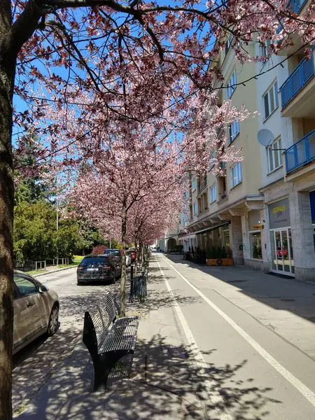 Bahar ağacı çiçek açıyor. Çiçek açan ağaçtaki pembe çiçekler. Slovakya