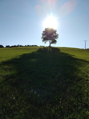 Abandoned walnut or cherry tree on meadow in nature. Slovakia