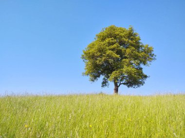 Abandoned walnut or cherry tree on meadow in nature. Slovakia