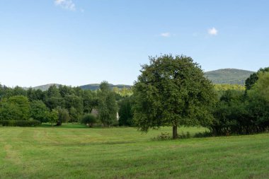 Abandoned walnut or cherry tree on meadow in nature. Slovakia