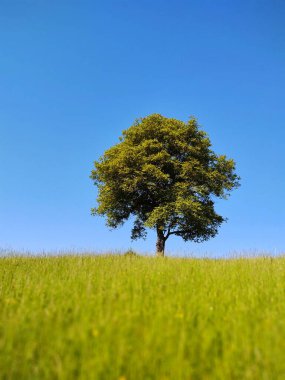 Abandoned walnut or cherry tree on meadow in nature. Slovakia