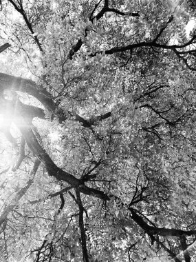 Abandoned walnut or cherry tree on meadow in nature. Slovakia