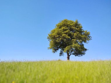 Abandoned walnut or cherry tree on meadow in nature. Slovakia