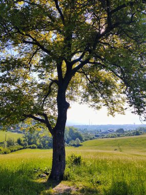 Abandoned walnut or cherry tree on meadow in nature. Slovakia