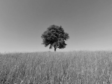 Abandoned walnut or cherry tree on meadow in nature. Slovakia