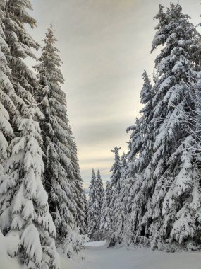 Kış boyunca kar altında doğa. Slovakya