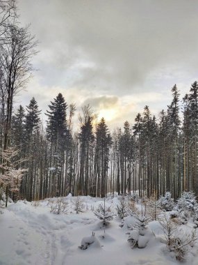 Kış boyunca kar altında doğa. Slovakya