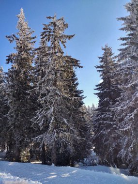 Kış boyunca kar altında doğa. Slovakya