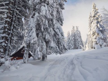 Kış boyunca kar altında doğa. Slovakya