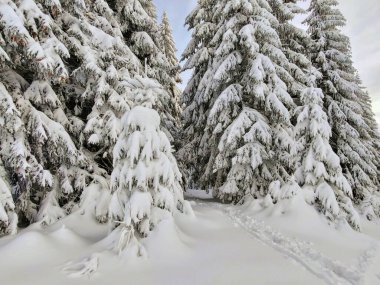 Kış boyunca kar altında doğa. Slovakya