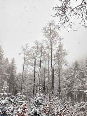 Kış boyunca kar altında doğa. Slovakya