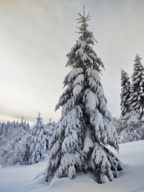 Kış boyunca kar altında doğa. Slovakya