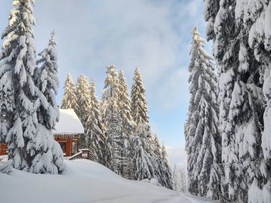 Kış boyunca kar altında doğa. Slovakya