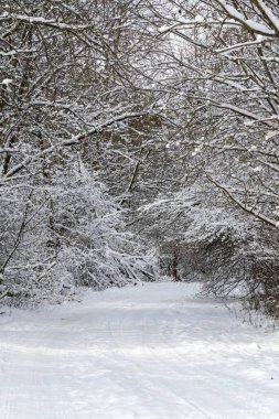 Kış boyunca kar altında doğa. Slovakya