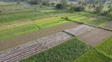 Geleneksel Endonezya köyü ve pirinç tarlasının hava manzarası.