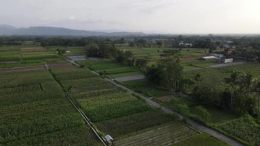 Geleneksel Endonezya köyü ve pirinç tarlasının hava manzarası.