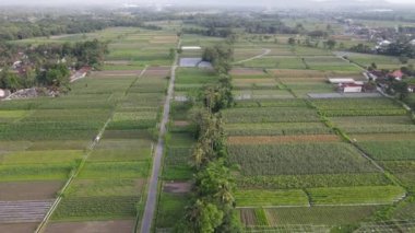 Geleneksel Endonezya köyü ve pirinç tarlasının hava manzarası.