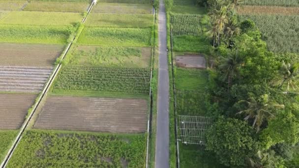 インドネシアの伝統的な村と田んぼの空中ビュー — ストック動画