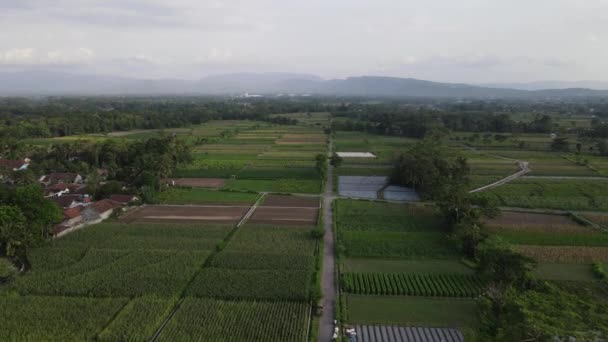 印度尼西亚传统村庄和稻田的空中景观 — 图库视频影像