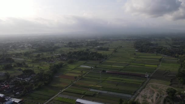 印度尼西亚传统村庄和稻田的空中景观 — 图库视频影像