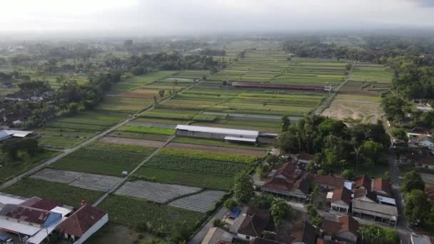 Вид Воздуха Традиционную Деревню Индонезии Рисовое Поле — стоковое видео