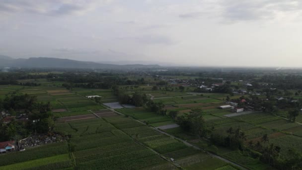 インドネシアの伝統的な村と田んぼの空中ビュー — ストック動画