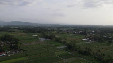Geleneksel Endonezya köyü ve pirinç tarlasının hava manzarası.