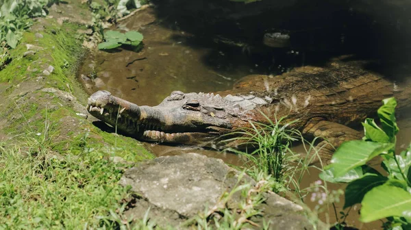 Портрет Каймана Очках Caiman Crocodilus Известного Белый Кайман Обычный Кайман — стоковое фото