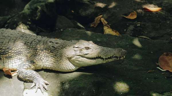 Ένα Πορτρέτο Του Θεαματικού Καϊμάν Caiman Crocodilus Επίσης Γνωστό Λευκό — Φωτογραφία Αρχείου