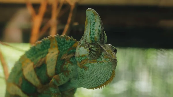 Ett Närbild Porträtt Vacker Ambilobe Kameleont Panter Gren — Stockfoto