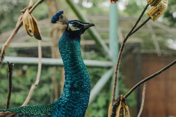 Портрет Павлина Синей Павлина Большой Ярко Окрашенной Птицы Является Разновидностью — стоковое фото