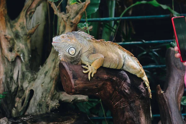 Portrait Iguana Laying Branch Zoo — Stock Photo, Image