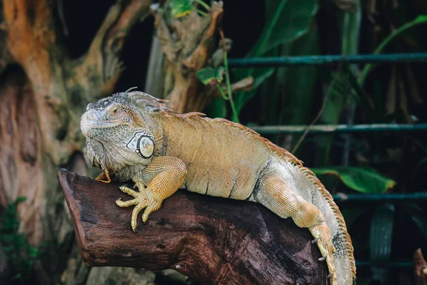 Portrait Iguana Laying Branch Zoo — Stock Photo, Image