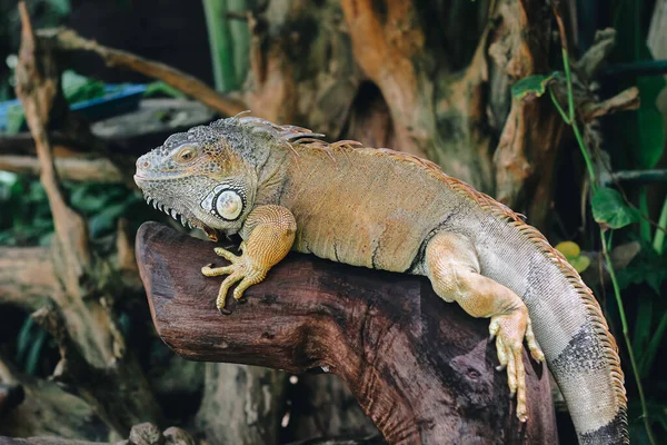 stock image A portrait of an Iguana laying on a branch in the zoo