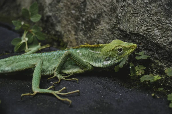 Ett Närbild Porträtt Vacker Ambilobe Kameleont Panter Gren — Stockfoto