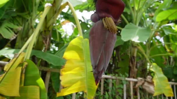 Młody Kwiat Banana Kwiat Trzech — Wideo stockowe