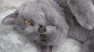 Gri bir İngiliz Kedisi Yerde Yuvarlanıyor. Oyuncu, Etkin Evcil Hayvan.