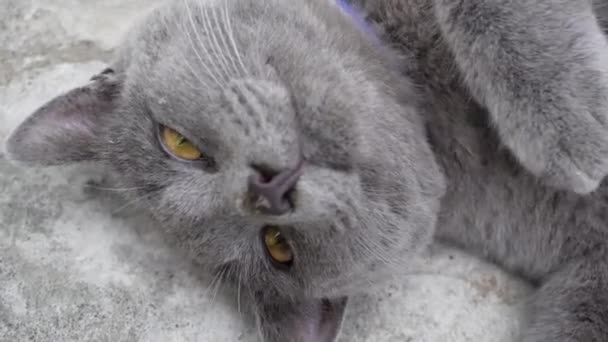 美しい灰色の英国の猫が床に転がって遊ぶ 遊び心のあるアクティブなペット — ストック動画
