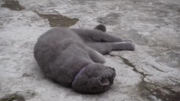 Een Prachtige Gray British Cat Speelt Rollen Vloer Speels Actief — Stockvideo
