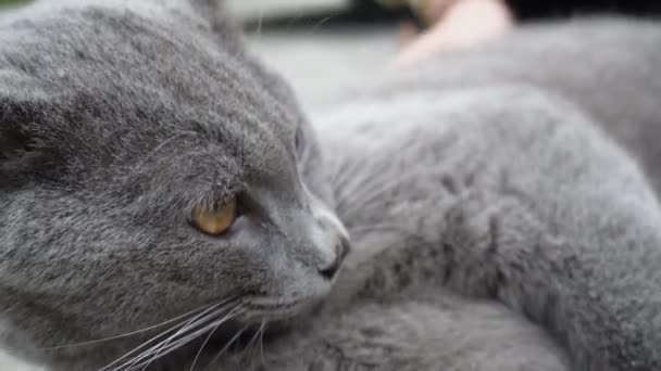 Beautiful Gray British Cat Plays Rolling Floor Playful Active Pet — Stock Video