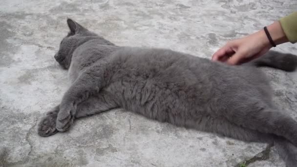 Een Prachtige Gray British Cat Speelt Rollen Vloer Speels Actief — Stockvideo